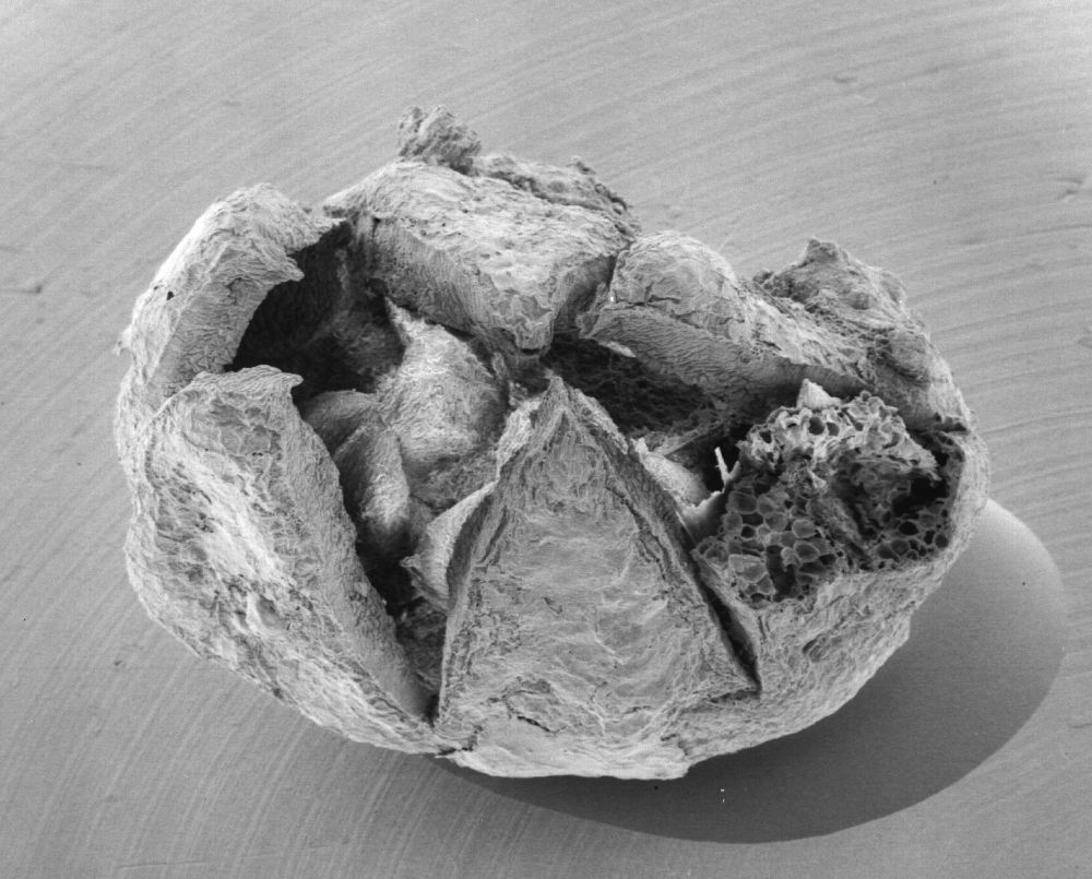 Triuridaceae Mabelia archaia