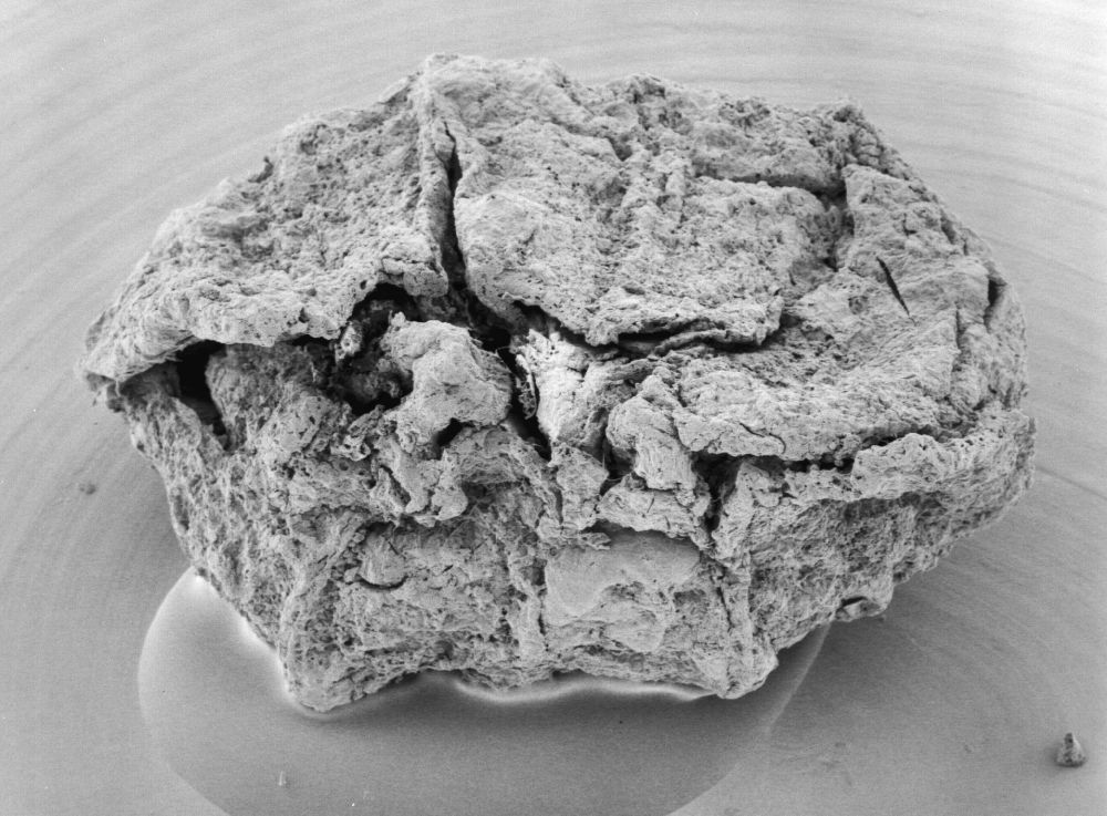 Triuridaceae Mabelia archaia