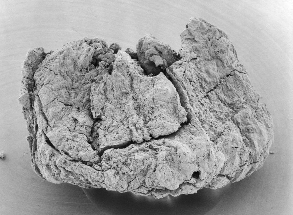 Triuridaceae Mabelia archaia