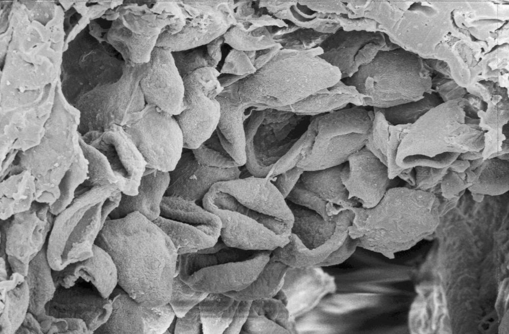 Triuridaceae Mabelia archaia