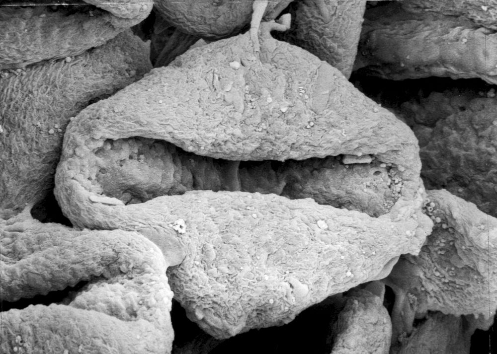 Triuridaceae Mabelia archaia