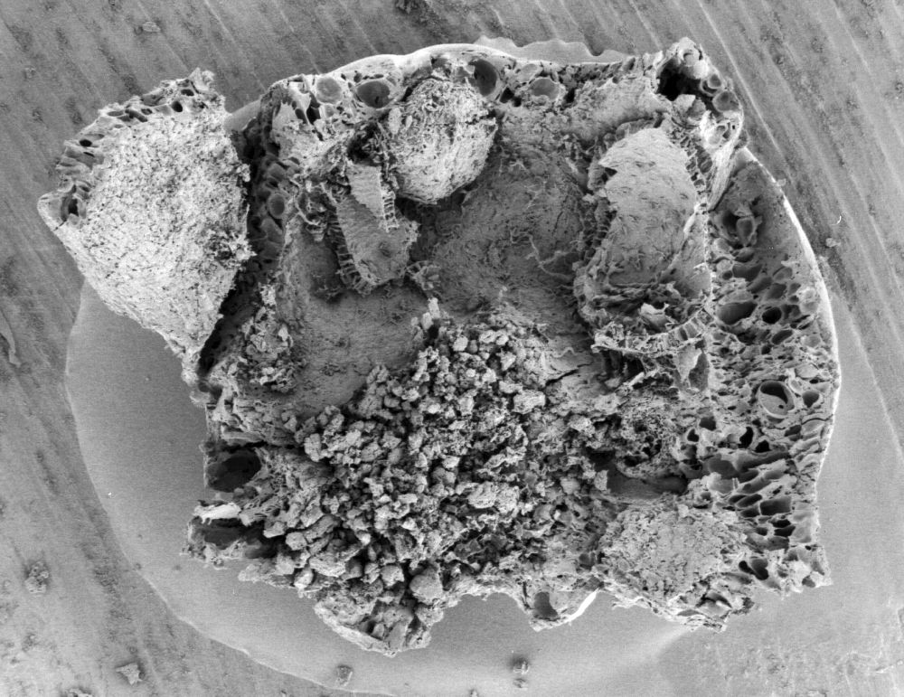 Triuridaceae Mabelia archaia