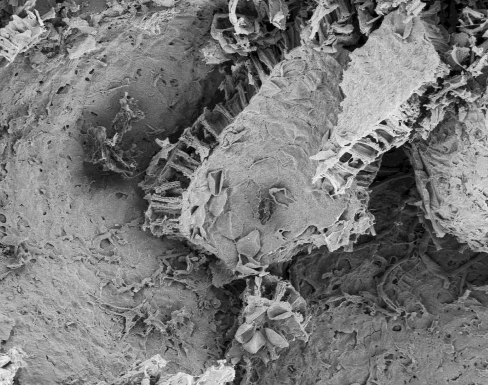 Triuridaceae Mabelia archaia