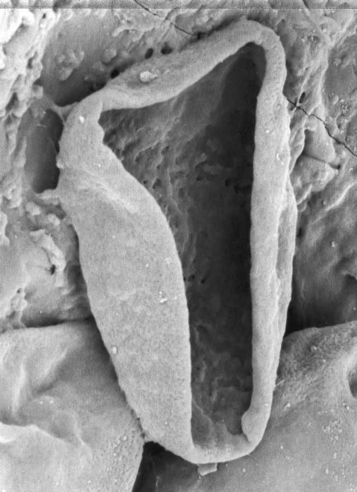 Triuridaceae Mabelia archaia