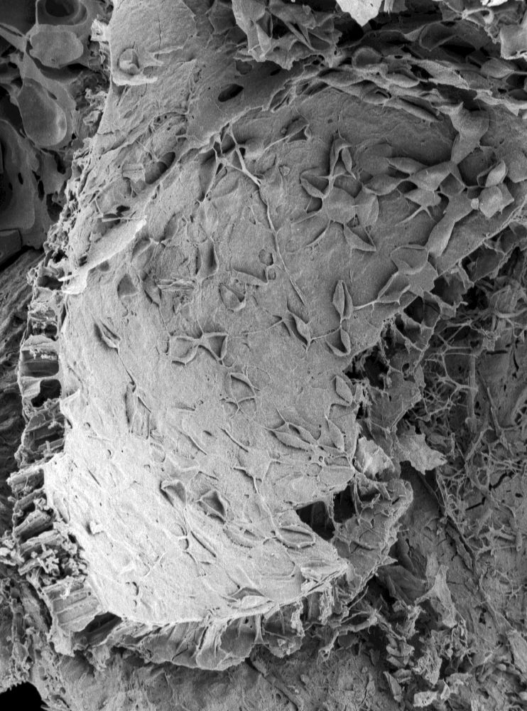 Triuridaceae Mabelia archaia