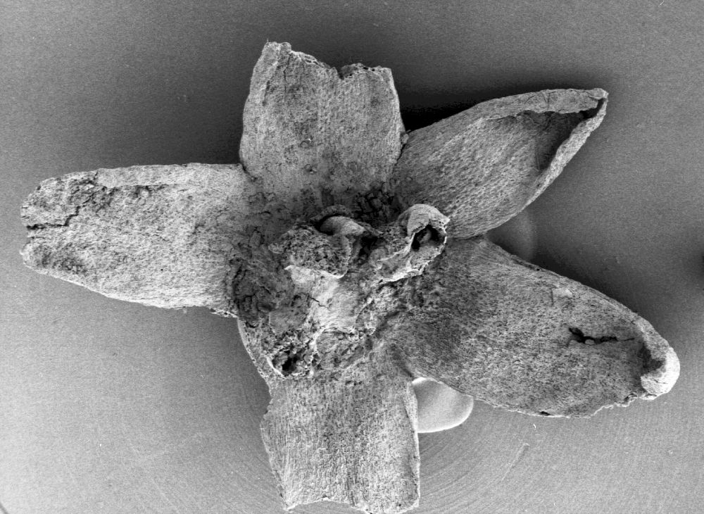 Triuridaceae Mabelia connatifila