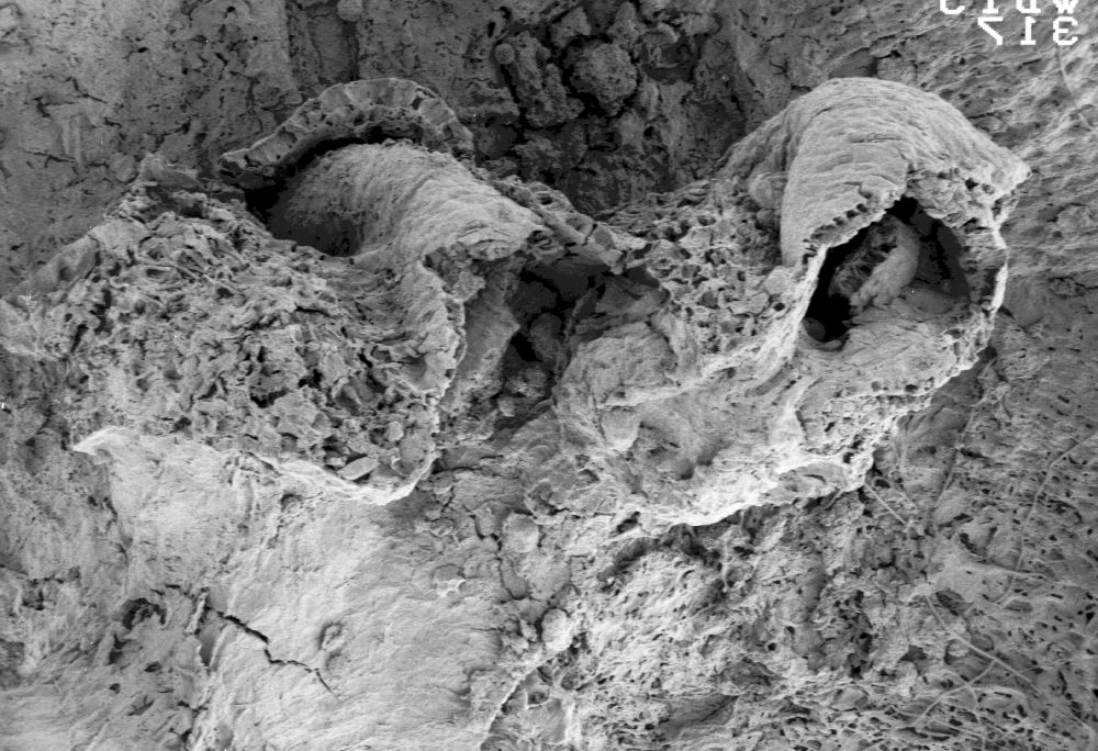 Triuridaceae Mabelia connatifila