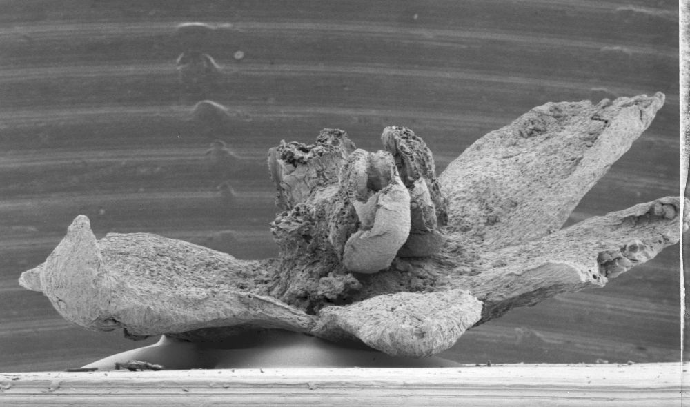 Triuridaceae Mabelia connatifila