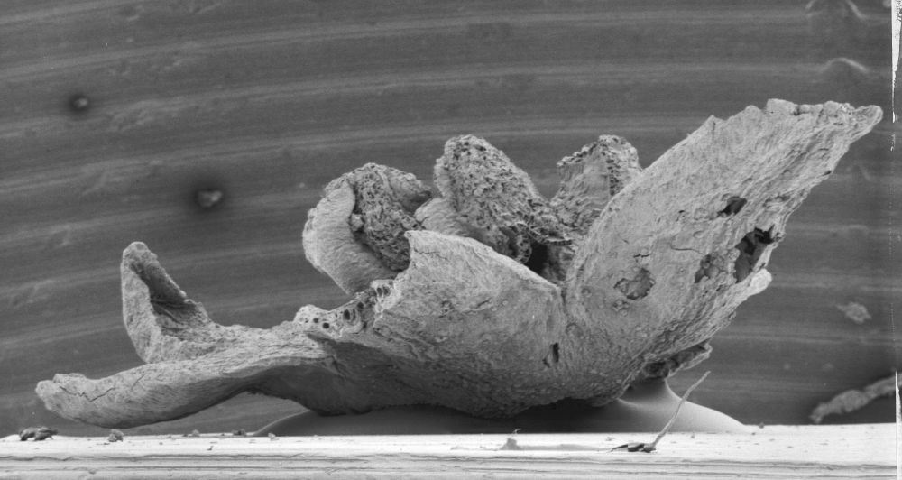 Triuridaceae Mabelia connatifila