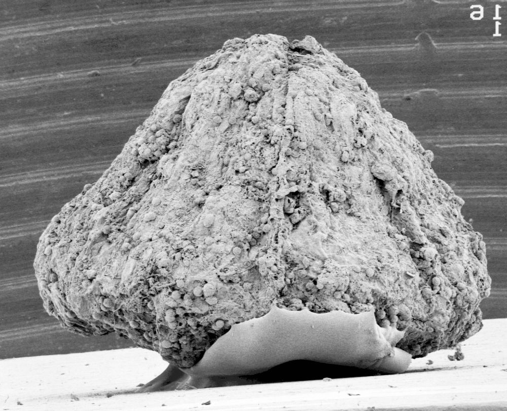 Triuridaceae Mabelia connatifila