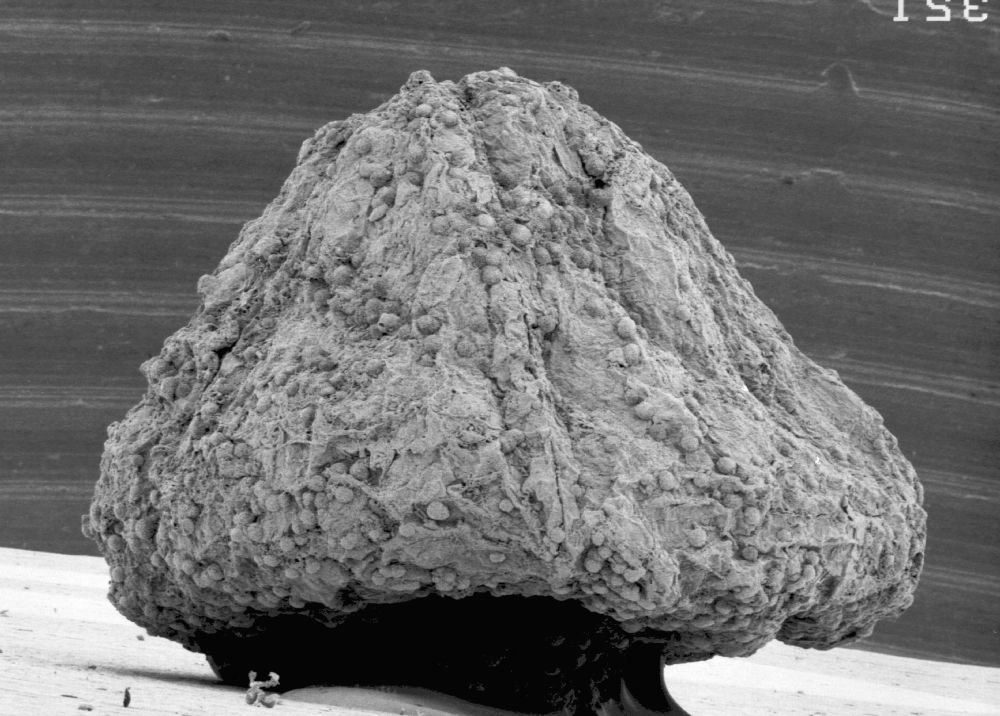 Triuridaceae Mabelia connatifila