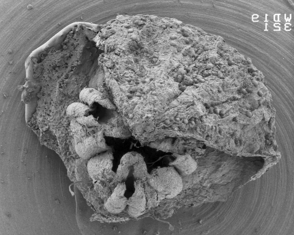 Triuridaceae Mabelia connatifila