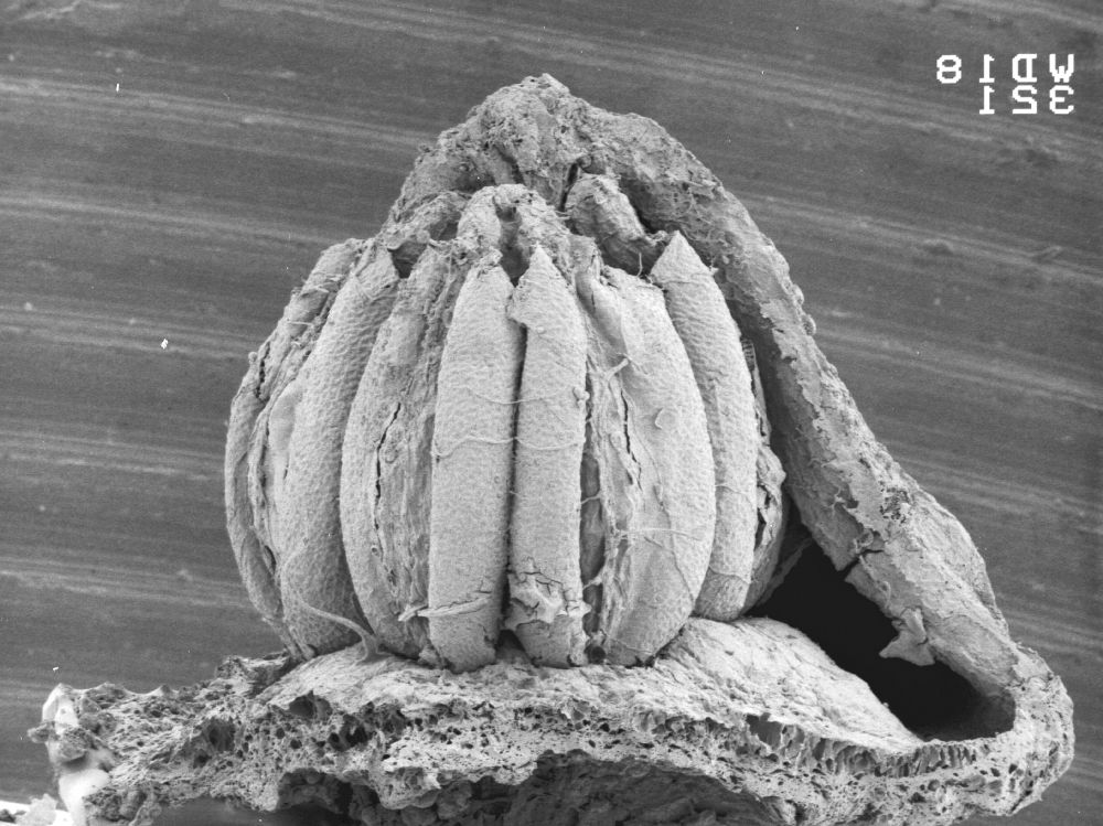 Triuridaceae Mabelia connatifila