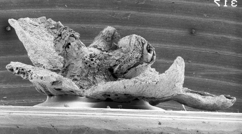 Triuridaceae Mabelia connatifila