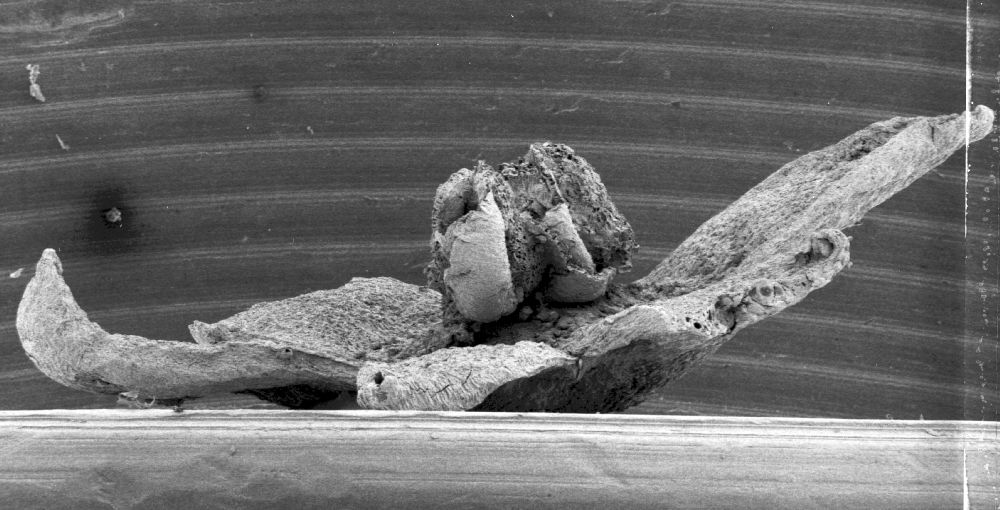 Triuridaceae Mabelia connatifila