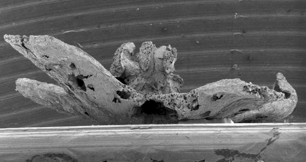 Triuridaceae Mabelia connatifila