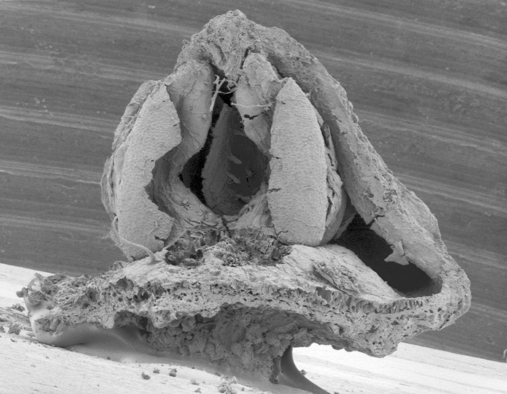 Triuridaceae Mabelia connatifila