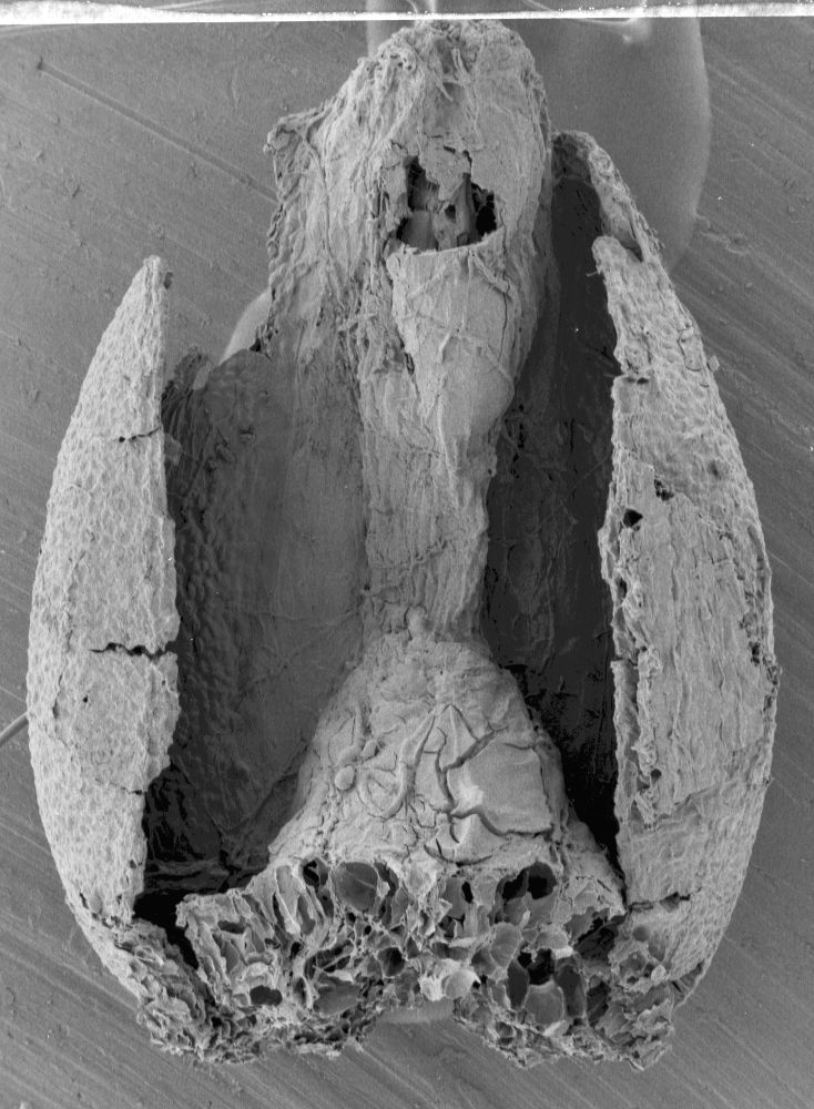 Triuridaceae Mabelia connatifila