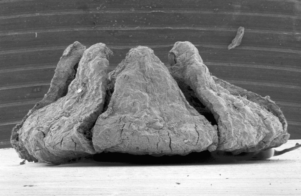 Triuridaceae Mabelia connatifila