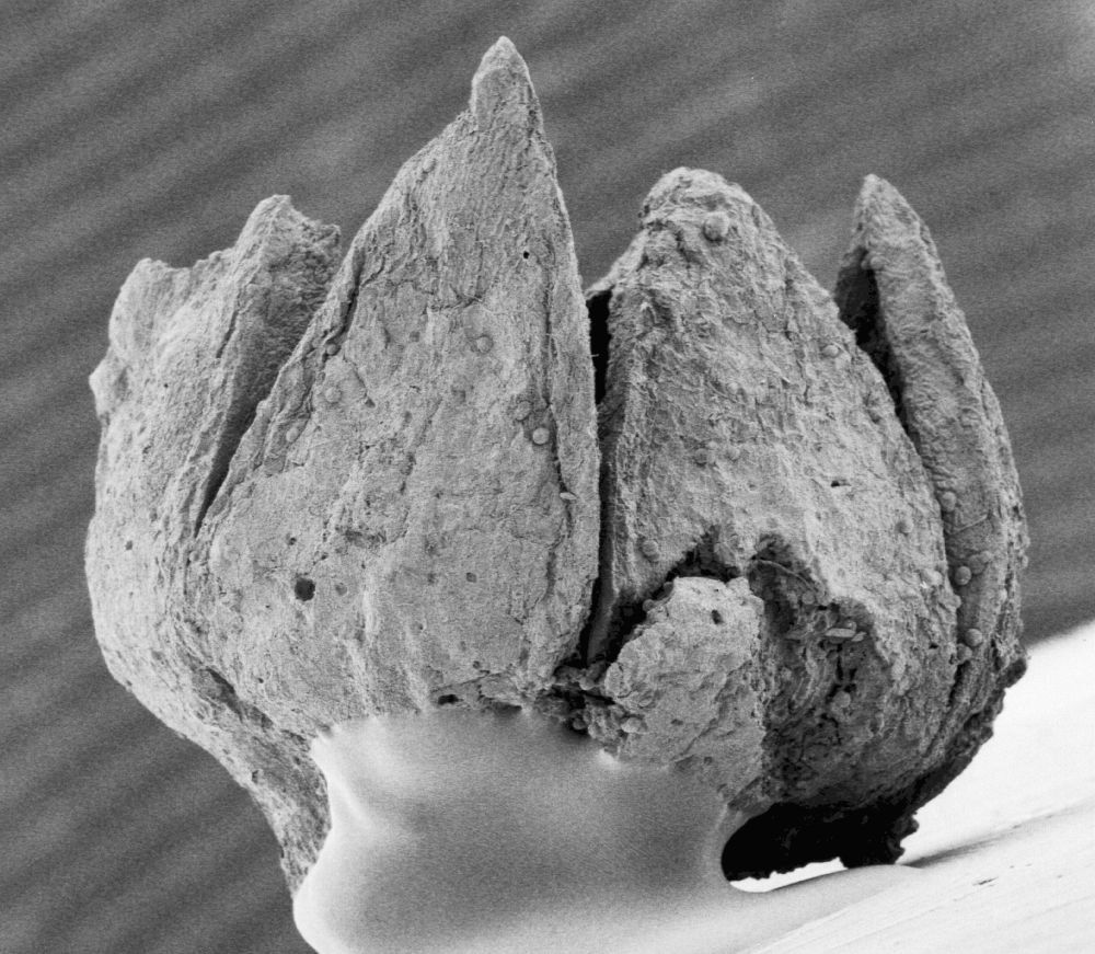 Triuridaceae Mabelia connatifila