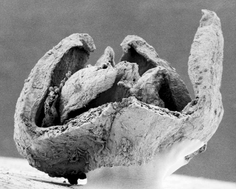 Triuridaceae Mabelia connatifila