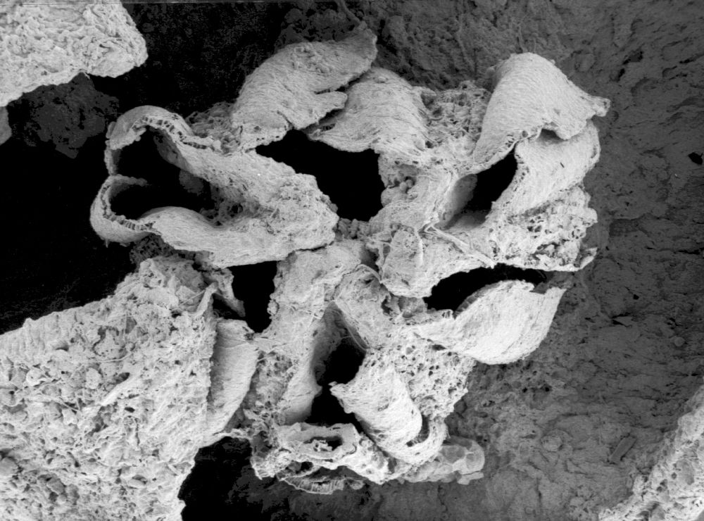 Triuridaceae Mabelia connatifila