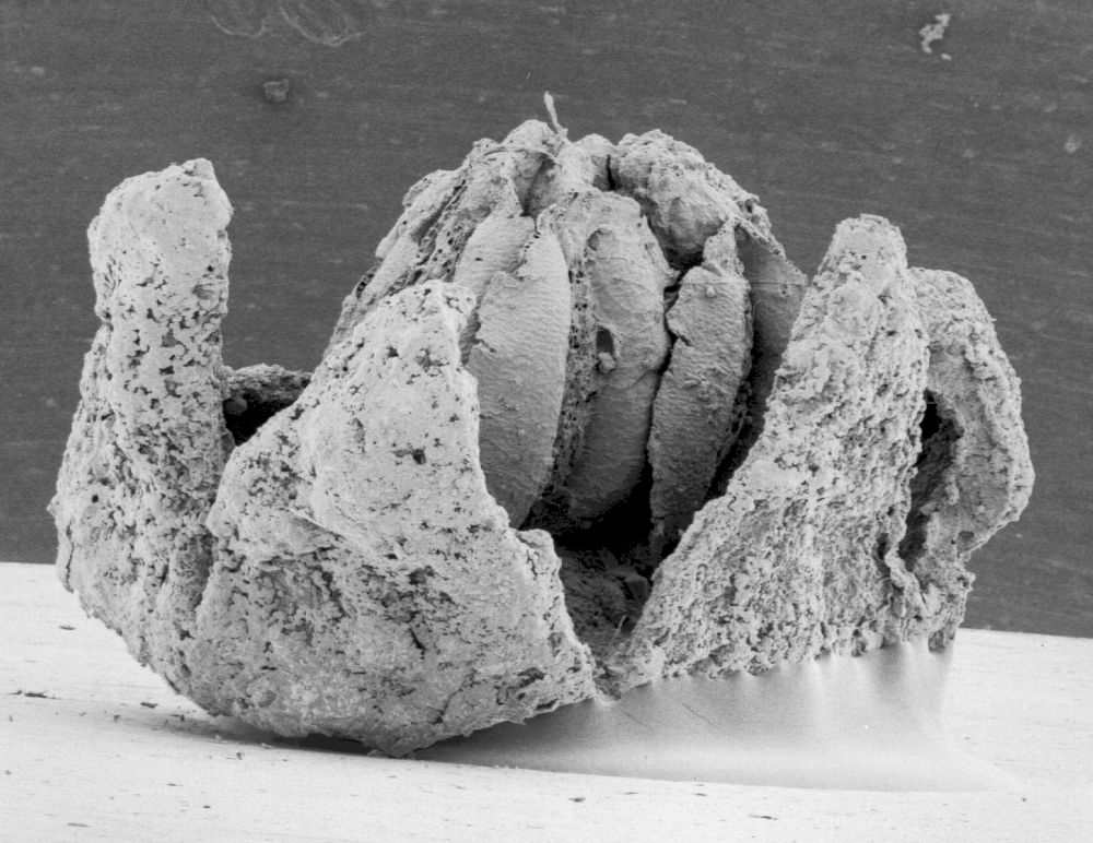 Triuridaceae Mabelia connatifila