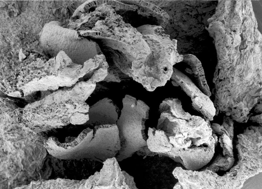 Triuridaceae Mabelia connatifila