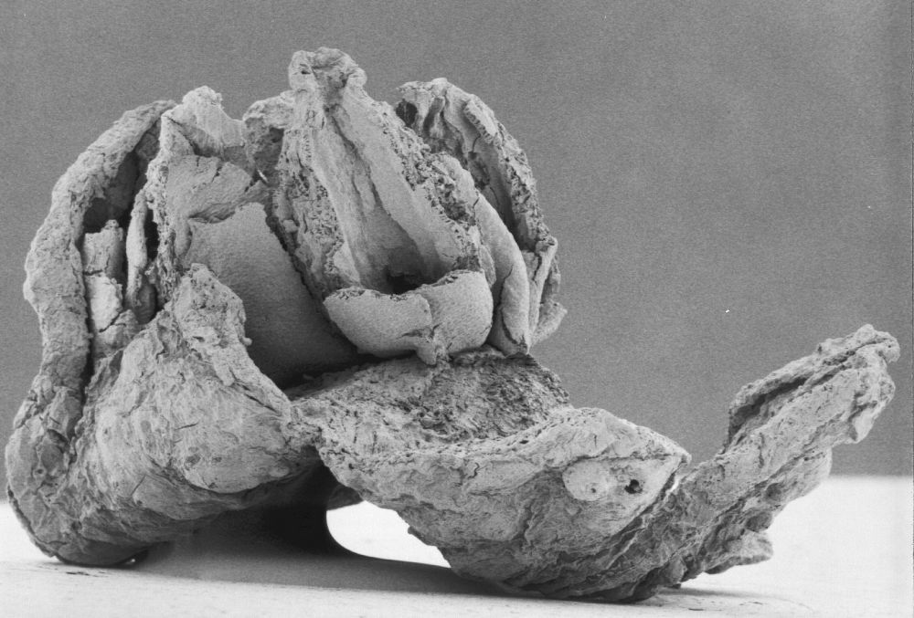 Triuridaceae Mabelia connatifila