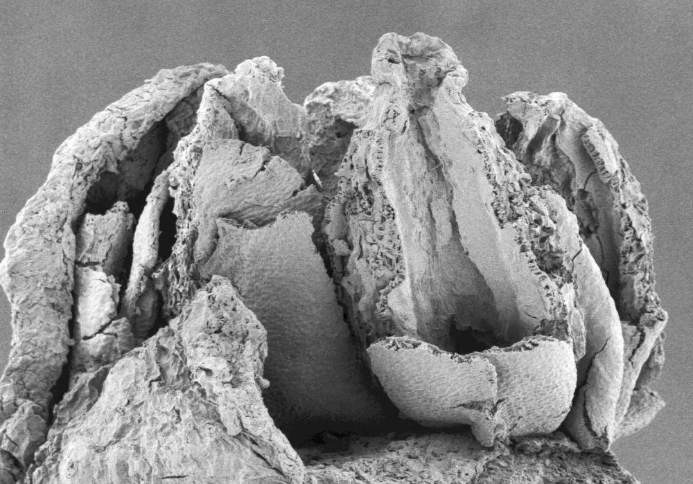 Triuridaceae Mabelia connatifila