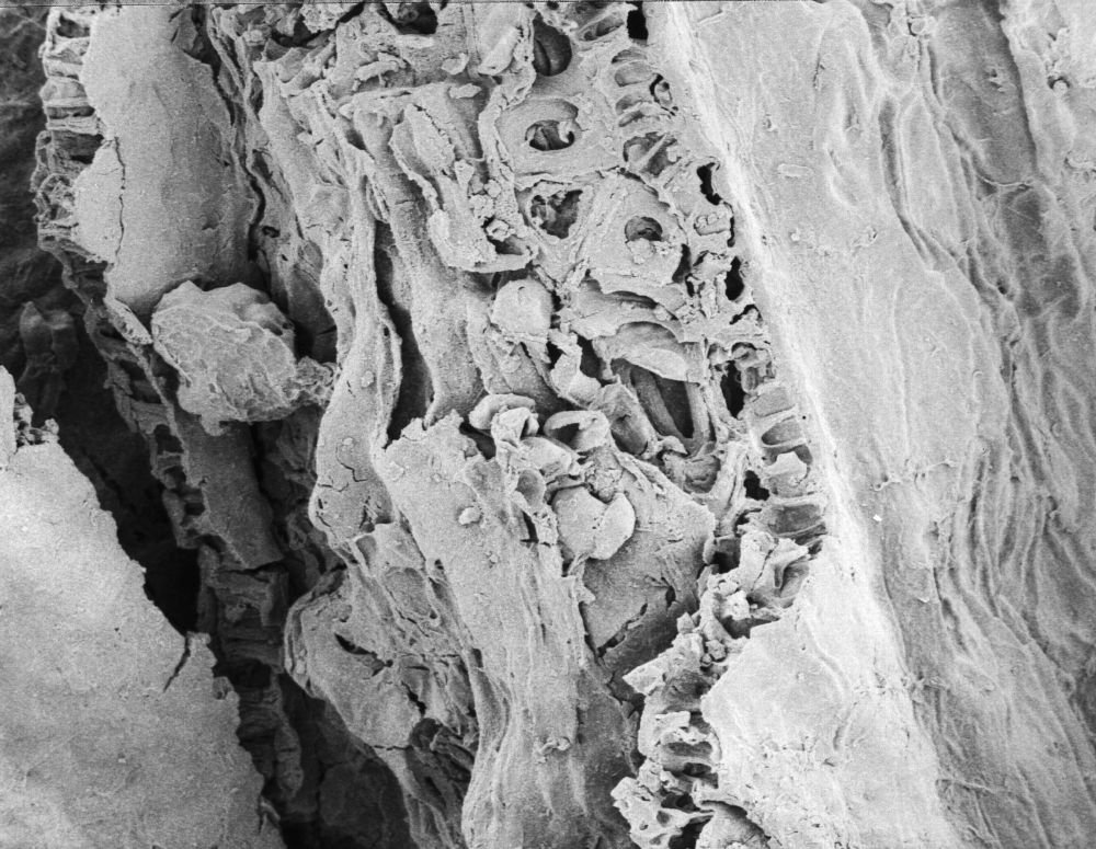 Triuridaceae Mabelia connatifila