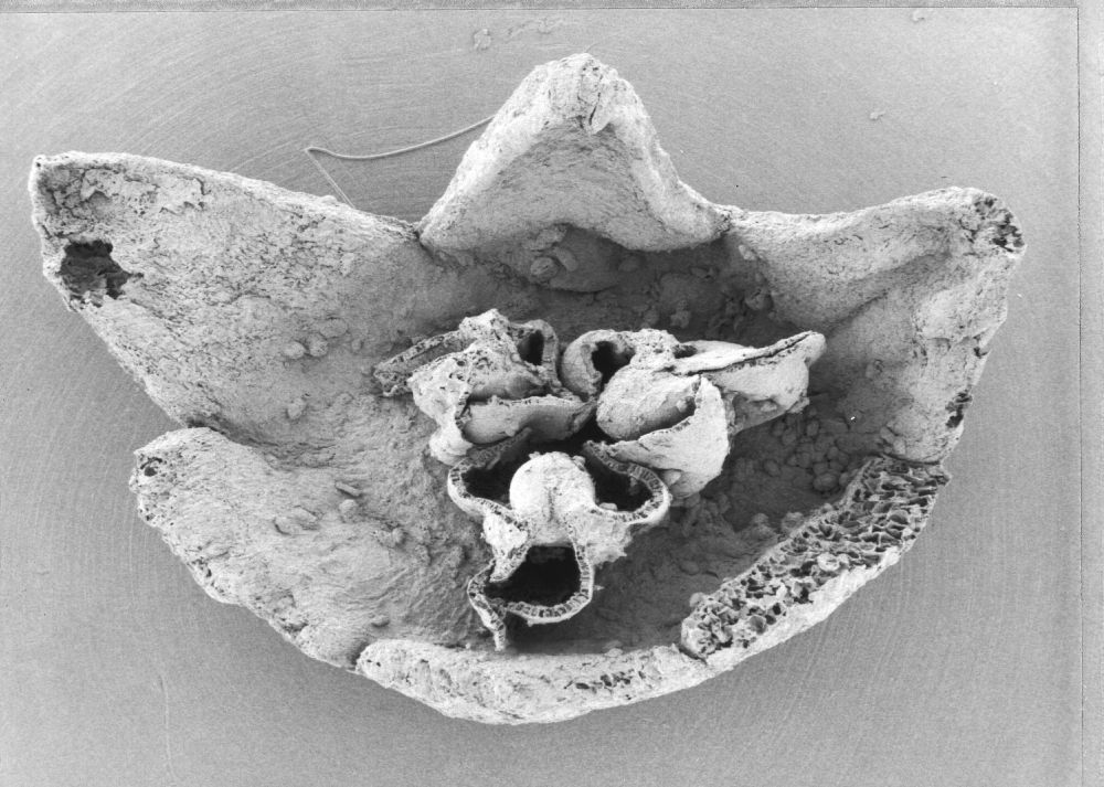 Triuridaceae Mabelia connatifila