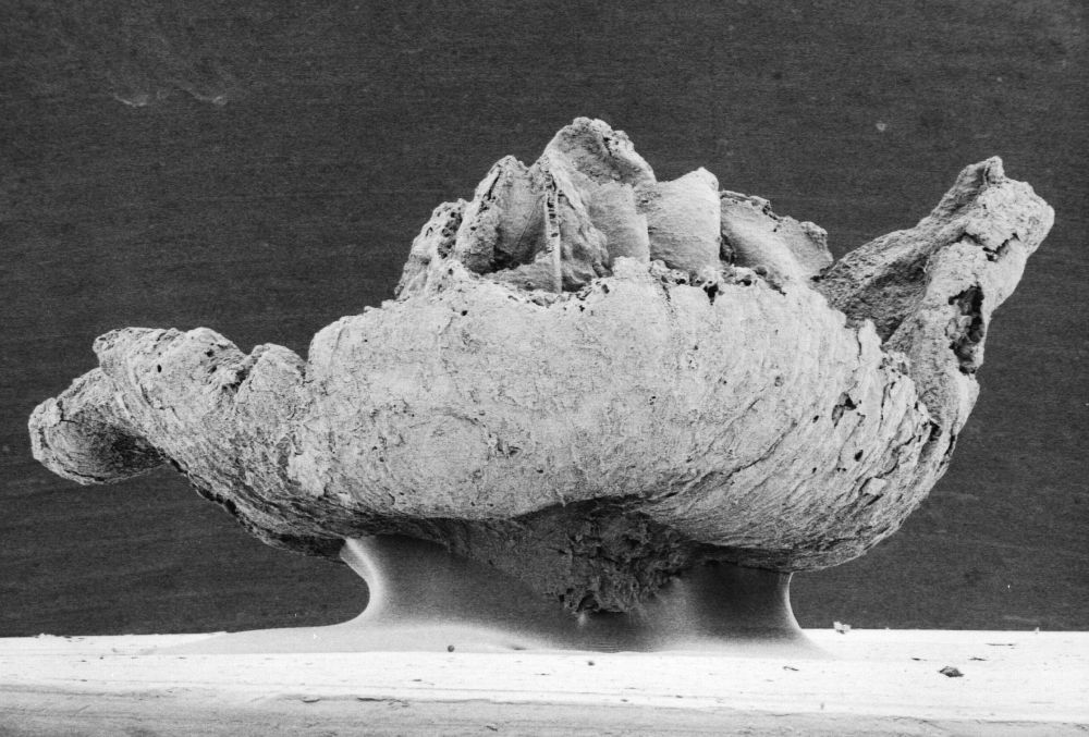 Triuridaceae Mabelia connatifila