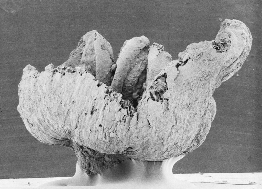 Triuridaceae Mabelia connatifila