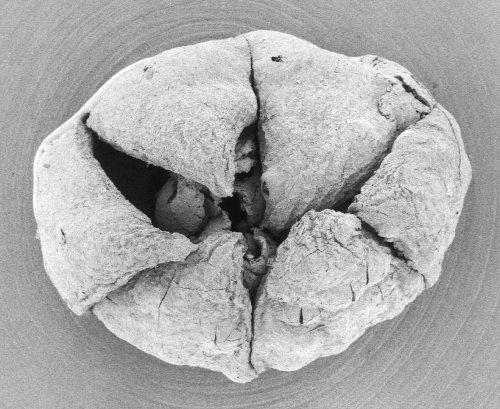 Triuridaceae Mabelia connatifila