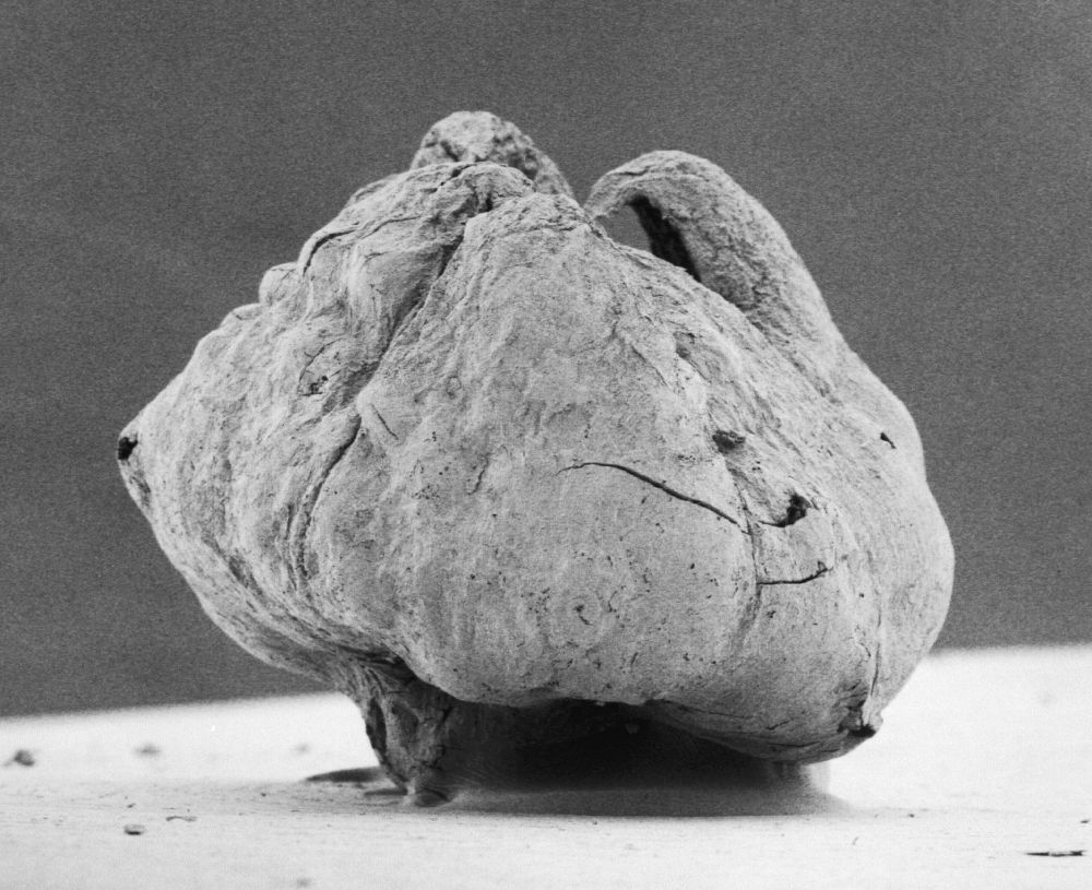 Triuridaceae Mabelia connatifila