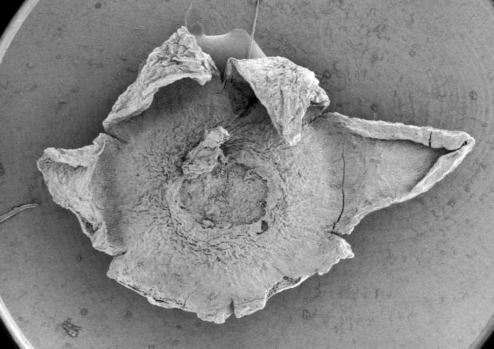 Triuridaceae Mabelia connatifila