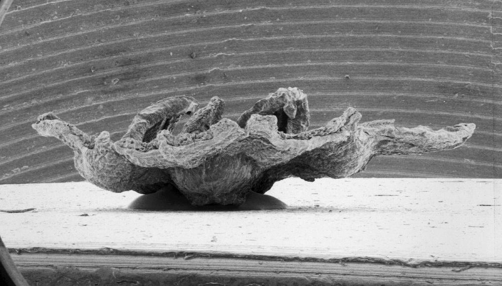 Triuridaceae Mabelia connatifila