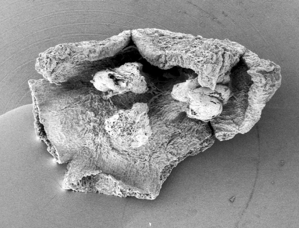 Triuridaceae Mabelia connatifila