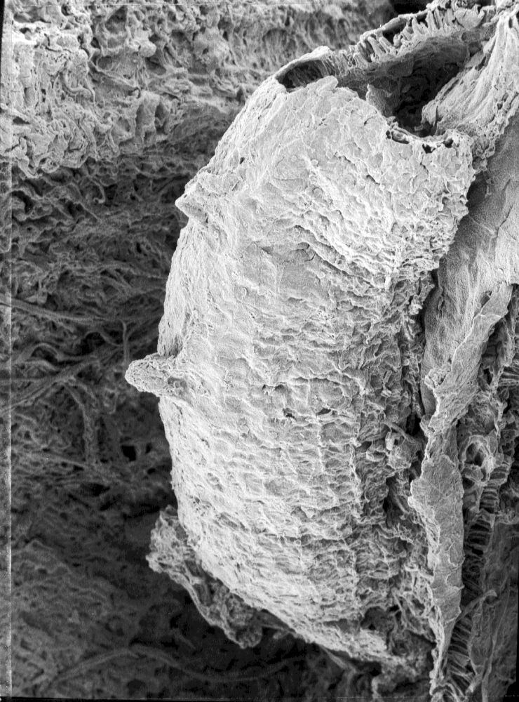 Triuridaceae Mabelia connatifila