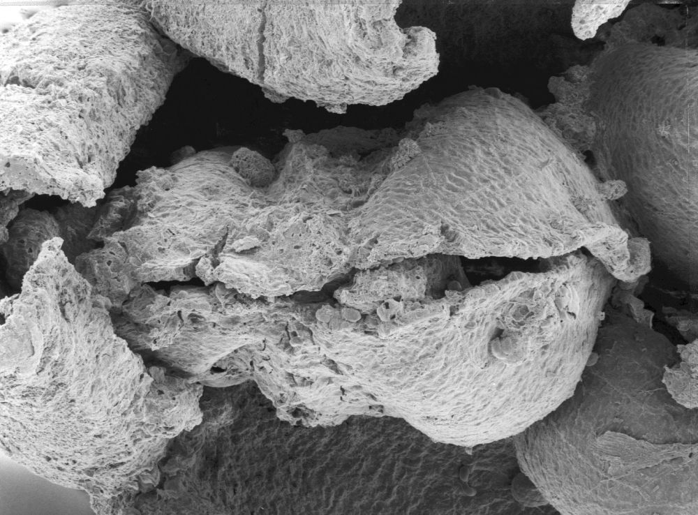 Triuridaceae Mabelia connatifila