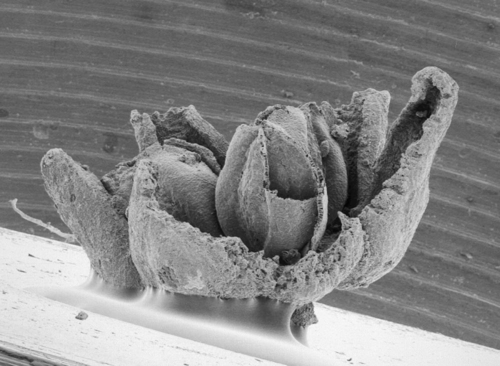 Triuridaceae Mabelia connatifila