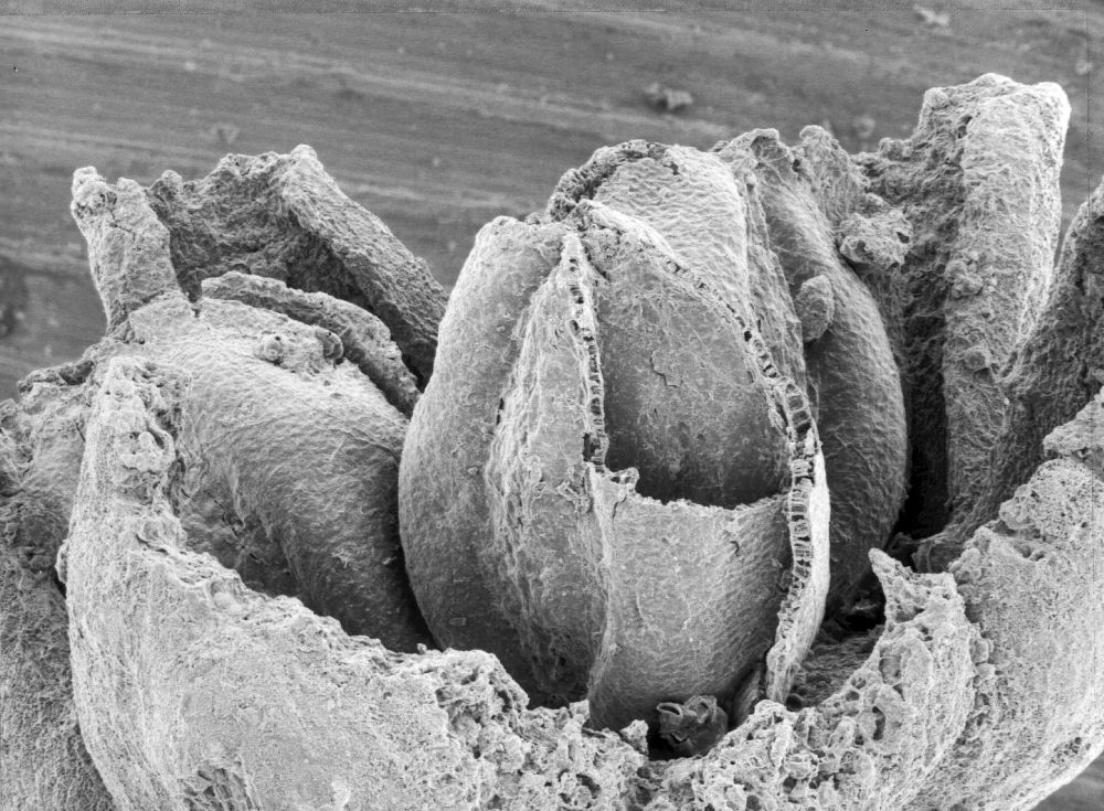 Triuridaceae Mabelia connatifila