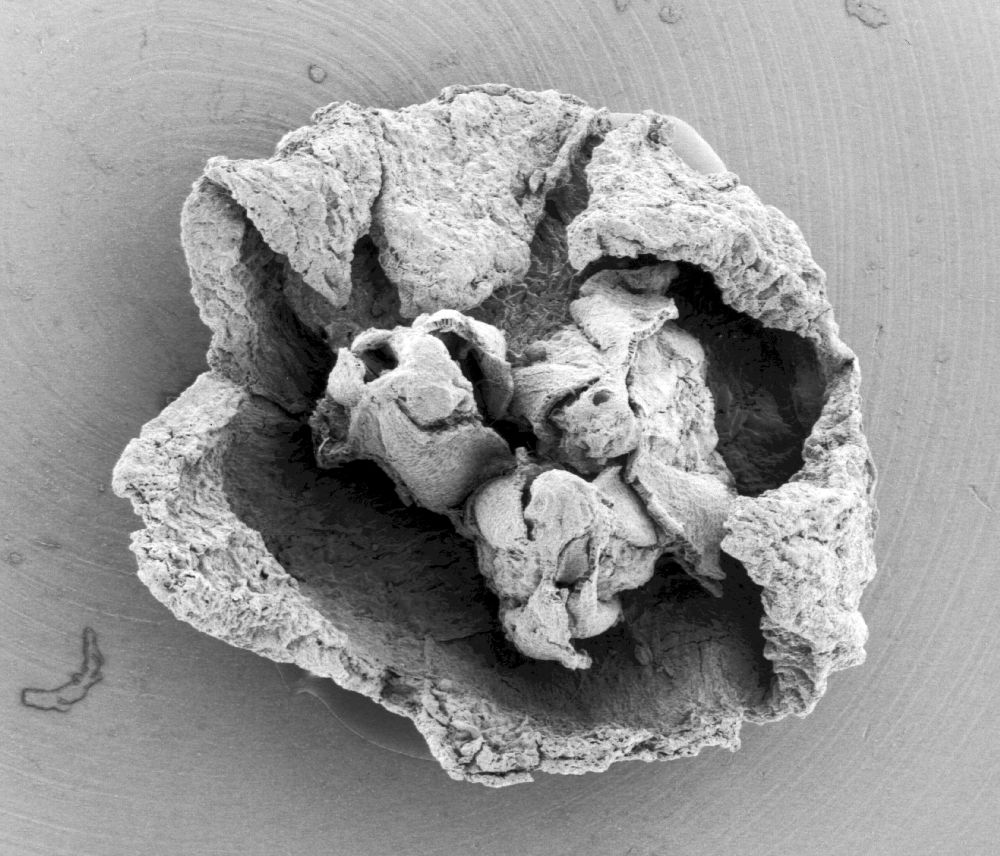 Triuridaceae Mabelia connatifila