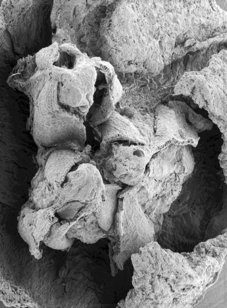 Triuridaceae Mabelia connatifila