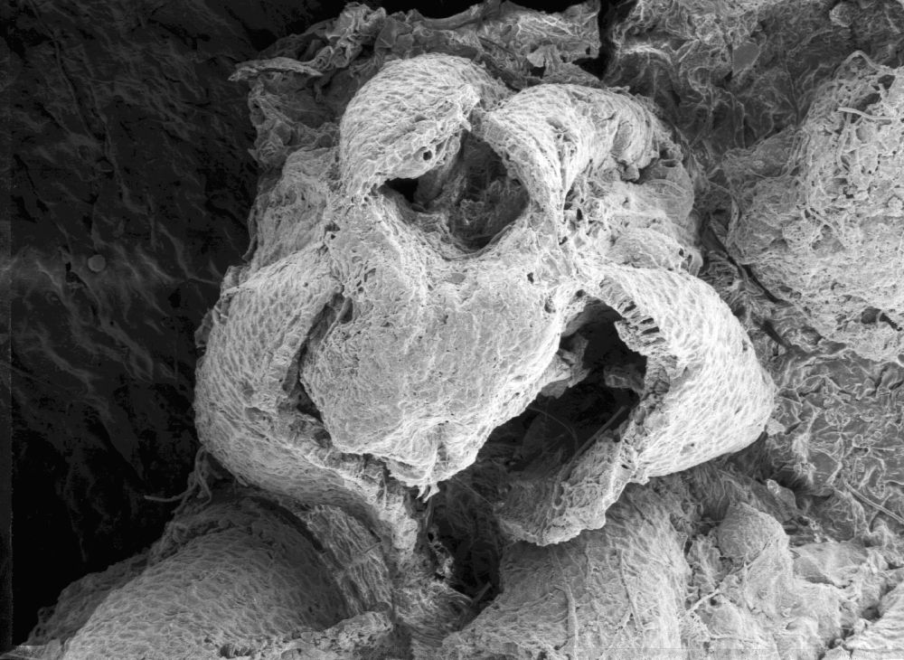 Triuridaceae Mabelia connatifila