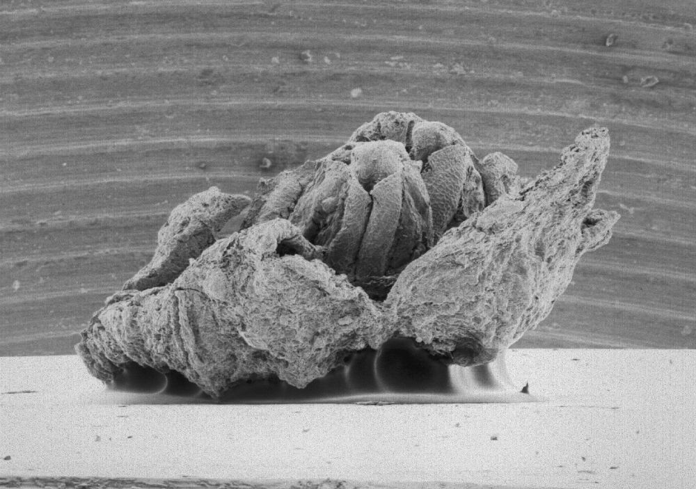 Triuridaceae Mabelia connatifila