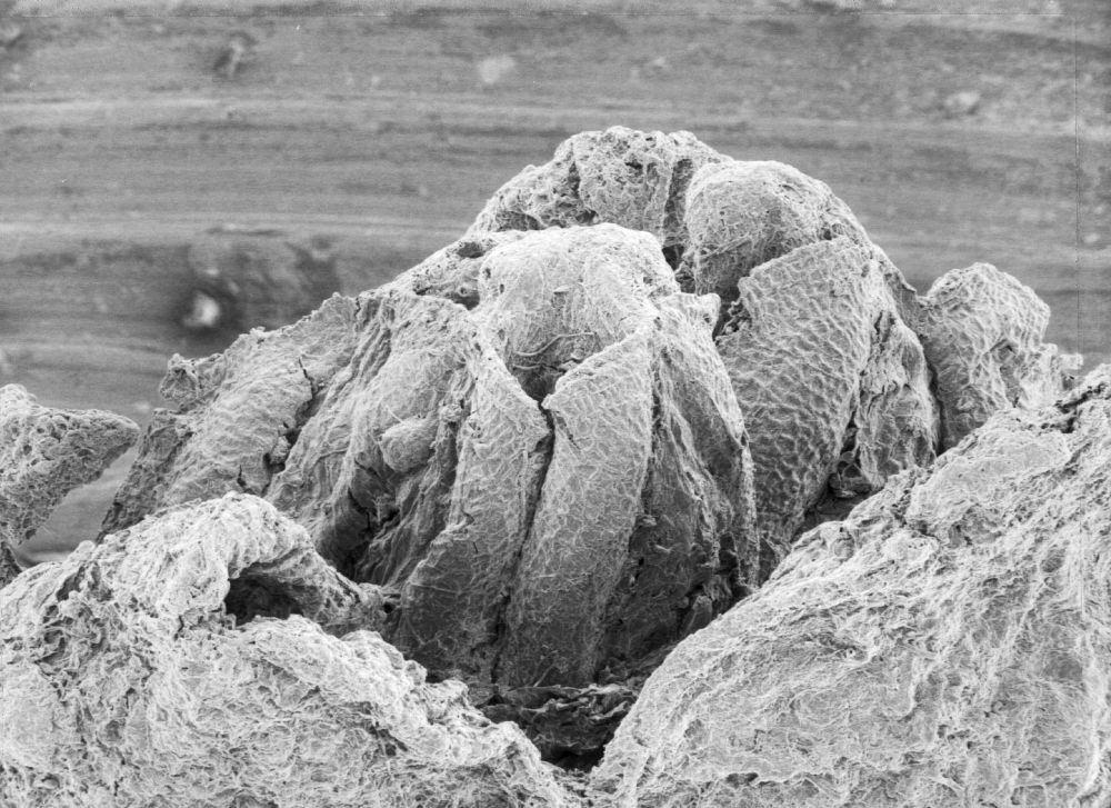 Triuridaceae Mabelia connatifila