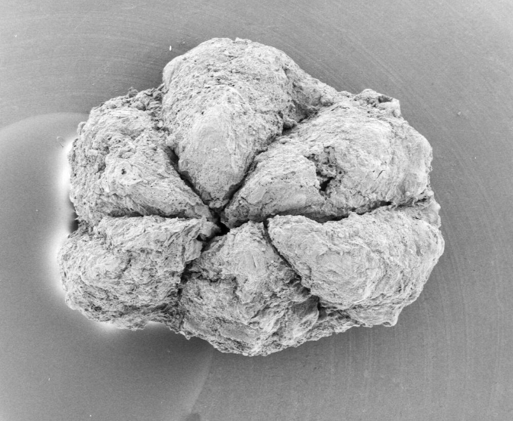 Triuridaceae Mabelia connatifila