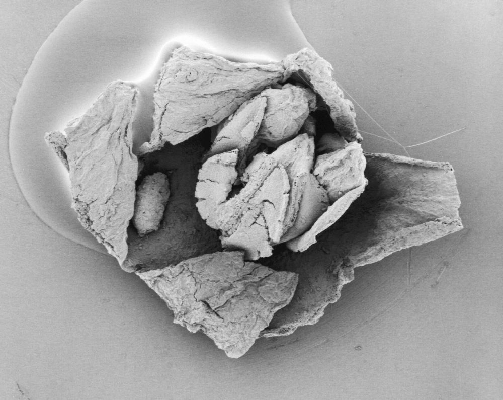 Triuridaceae Mabelia connatifila